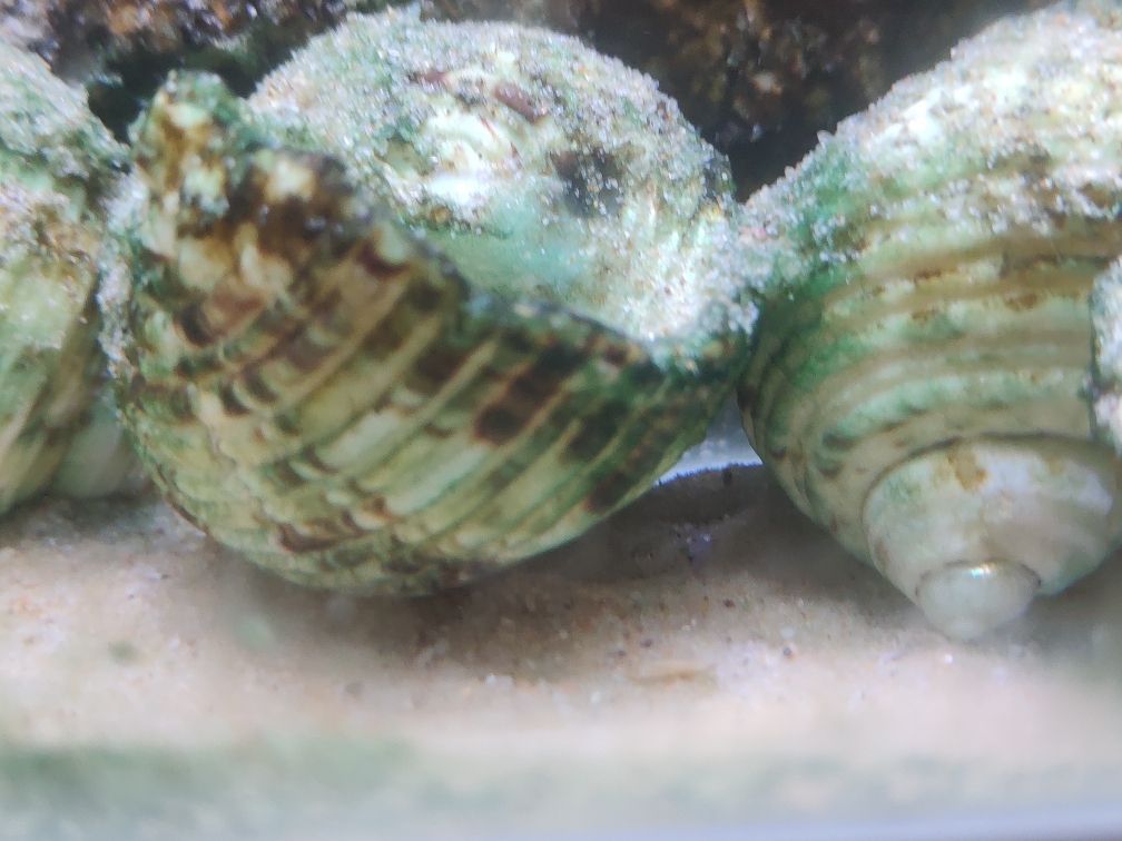紅太陽觀賞魚 紅太陽觀賞魚繁殖前兆