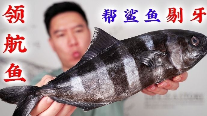 怎樣治療龍魚厭食癥的方法有哪些呢：怎樣治療龍魚厭食癥的方法有哪些