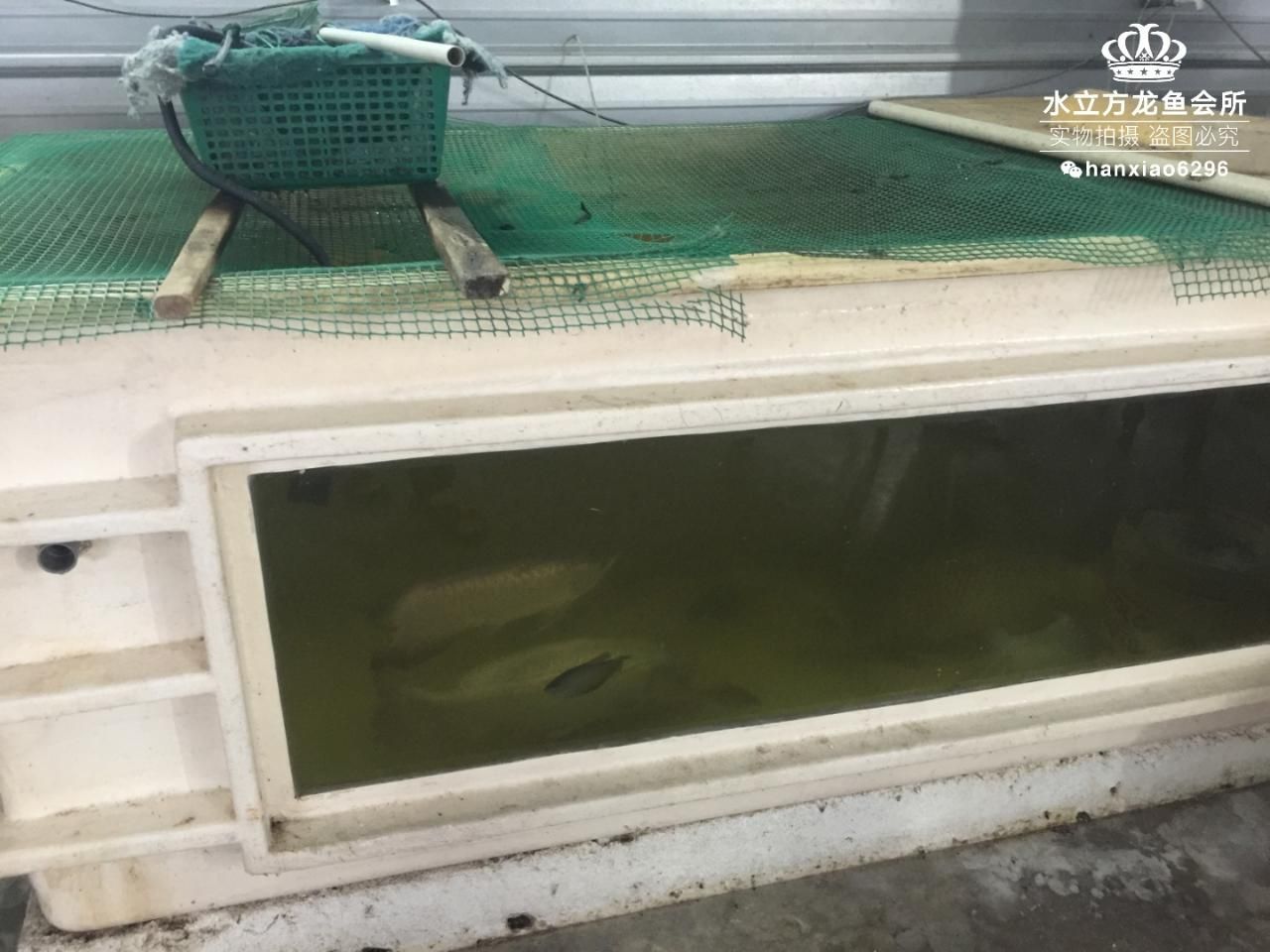 龍魚一缸可以養(yǎng)幾條，一缸可以養(yǎng)幾條龍魚