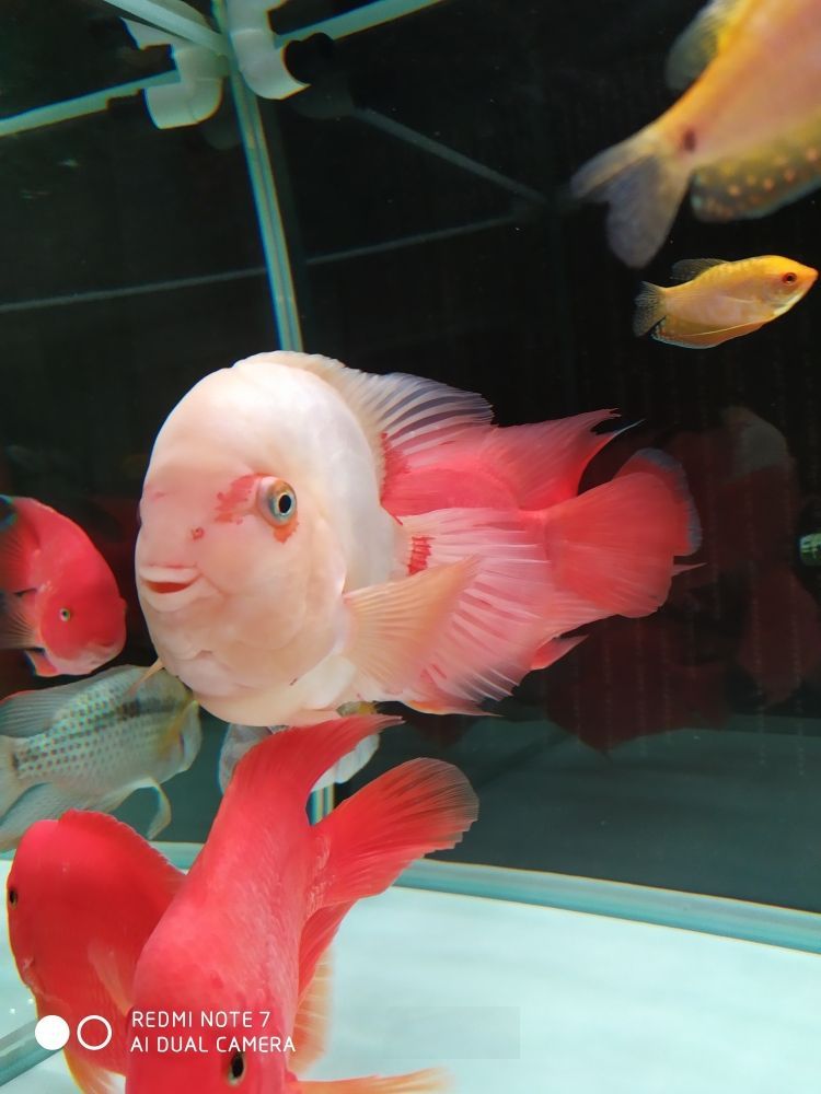 哪里有魚缸賣保溫棉 魚缸保暖棉 哪里有魚缸賣保溫棉 魚缸保暖棉 龍魚百科 第3張