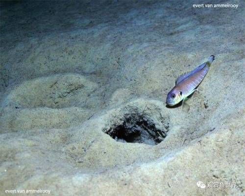 給龍魚買的小魚怎么消毒的