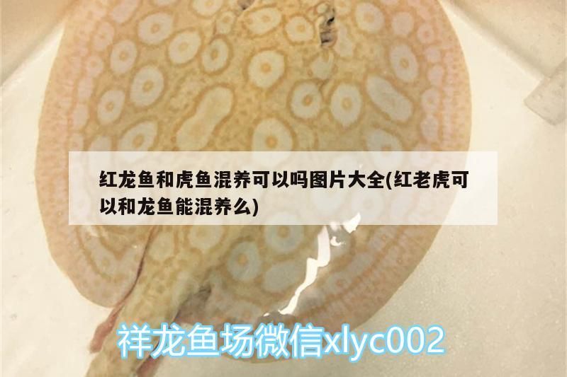 養魚先養水怎么養水（養魚先養水怎么養水啊）