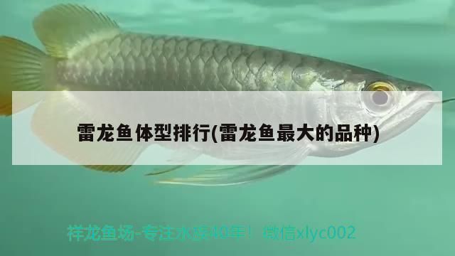 雷龍魚會長多大的魚，雷龍魚的成長與體型