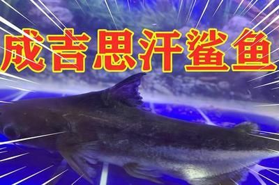印尼紅龍魚照片高清大圖大全（印尼紅龍魚大概多少錢）