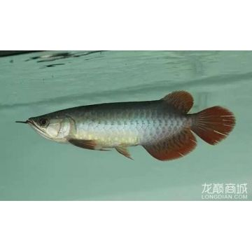 龍魚論壇天王至尊紅龍怎么樣，天王至尊紅龍品種鑒賞指南如何挑選高品質紅龍魚
