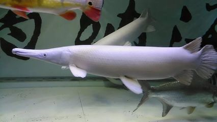 魚缸氧氣瓶加氧 魚缸氧氣瓶加氧方法