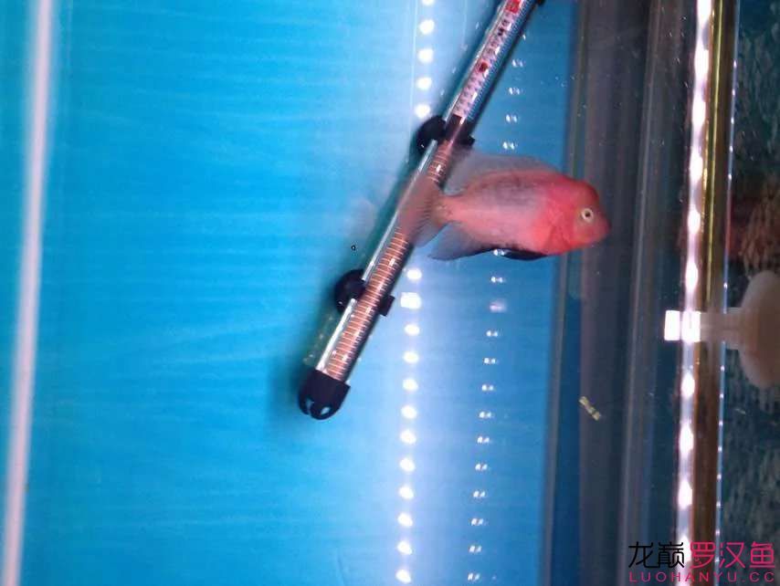 廣州哪里批發(fā)魚缸石價格最低的(廣州哪里批發(fā)魚缸石價格最低的地方)