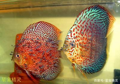 贊美龍魚的詩句書法作品圖片：龍魚之韻，水族精靈的詩意華章