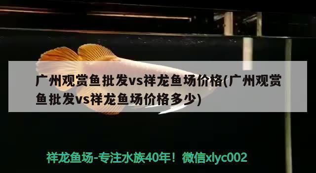 龍魚撞缸身體彎曲 龍魚突然撞缸
