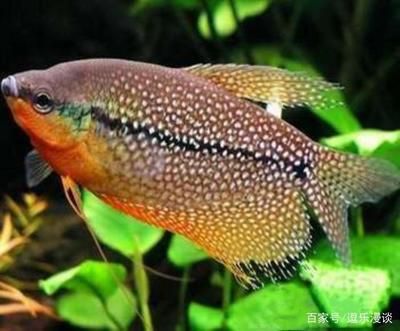 龍魚身上長白點怎么辦圖片大全：龍魚身上長白點不用慌，這些方法助你輕松應對（附圖片）