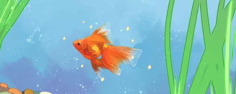 在魚缸里養(yǎng)的鯊魚（魚缸里養(yǎng)的鯊魚會(huì)長(zhǎng)大嗎）