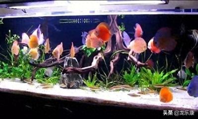 龍魚最佳溫度是多少合適：龍魚最佳溫度是多少，探尋龍魚舒適生存的黃金區間