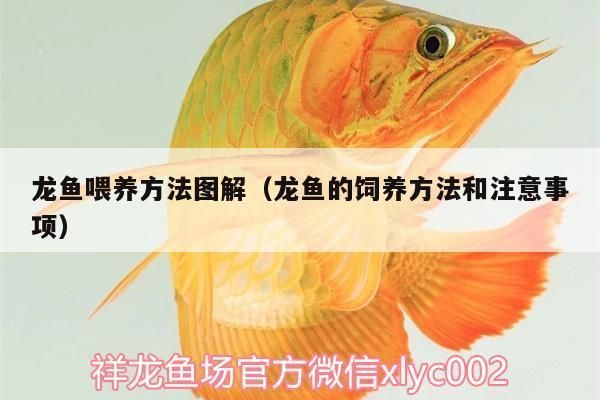 龍魚怎么養及喂養技巧圖解，關于龍魚的飼養方法和喂養技巧