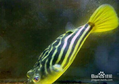 畫一條金龍魚