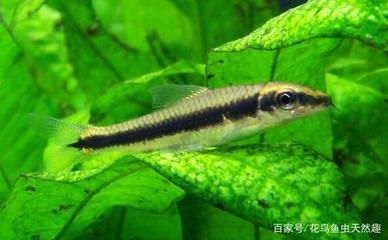 珠海龍魚寄養(yǎng)中心在哪里啊最近：探秘珠海龍魚寄養(yǎng)中心的神秘之處