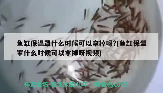 龍魚價格排名表（ 龍魚價格排名表圖片）
