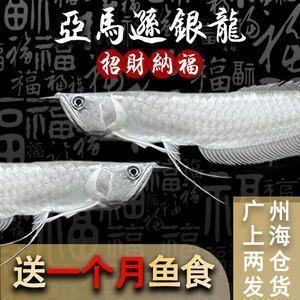 金龍魚活魚批發價格表最新，金龍魚活魚批發價格表