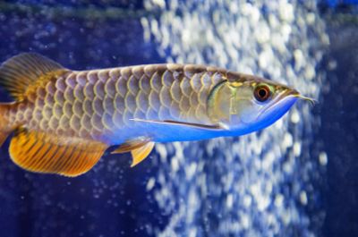 金龍魚可以喂活蝦嗎 金龍魚可以喂活蝦嗎 龍魚百科 第1張
