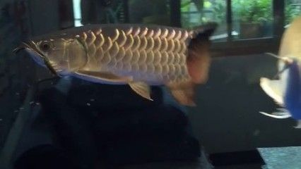 金龍魚狂游是不是病了，金龍魚“狂游”可能由多種原因引起，金龍魚狂游的自救措施