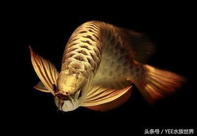 龍魚體型頭向下怎么回事，龍魚體型出現頭向下的情況可能由多種因素引起，可能由多種因素引起