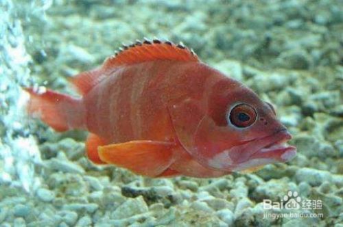 龍魚常見病 龍魚常見病水霉病圖片