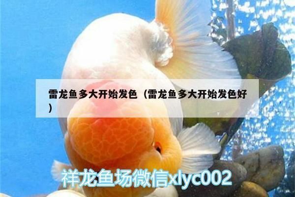 辣椒龍魚幼魚什么顏色好看，辣椒龍魚幼魚的顏色