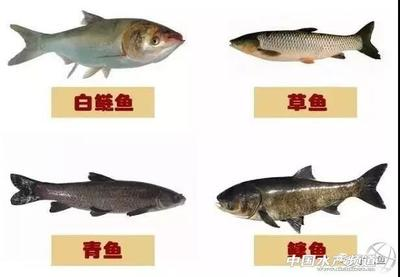 荊州魚缸定制電話多少(荊州魚缸定制電話多少啊)