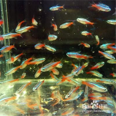 怎樣洗魚(yú)缸才干凈水質(zhì)清澈（怎么樣洗魚(yú)缸）