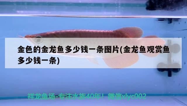 金色雷龍魚多少錢一條啊,金色雷龍魚價格大致在幾百到幾千元之間的價格大致范圍 龍魚百科 第6張 金色雷龍魚多少錢一條啊,金色雷龍魚價格大致在幾百到幾千元之間的價格大致范圍 金色雷龍魚多少錢一條啊,金色雷龍魚價格大致在幾百到幾千元之間的價格大致范圍 龍魚百科 第6張
