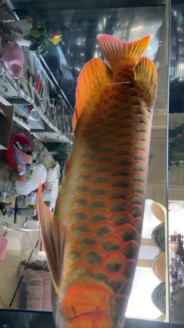 龍魚家常做法大全(龍魚家常做法大全視頻)