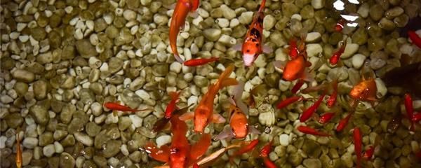 廈門魚缸回收廠家地址在哪里(廈門魚缸回收廠家地址在哪里啊電話)