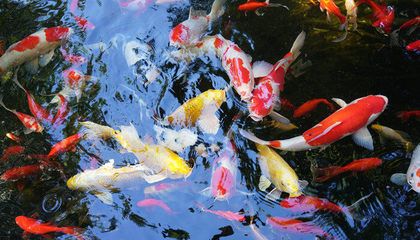 龍魚趴缸會(huì)死嗎為什么：龍魚趴缸會(huì)死嗎，深度解析與應(yīng)對(duì)策略