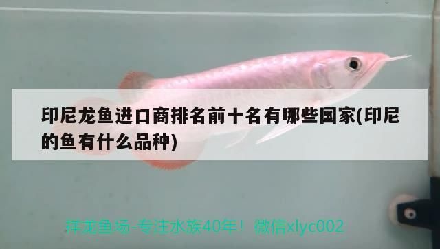 大連哪里有加工魚缸的地方呀(大連哪里有加工魚缸的地方呀最近)