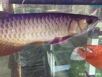銀龍魚與金龍魚價格比較（金龍魚與銀龍魚的區(qū)別）