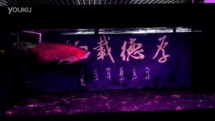 60厘米紅龍魚價格表