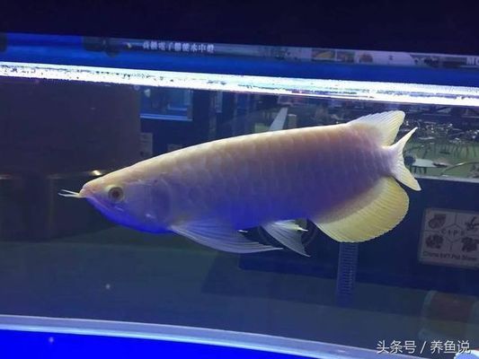 龍魚眼睛有白膜怎么辦，龍魚眼睛出現白膜可能是由多種原因引起的，龍魚水質管理技巧
