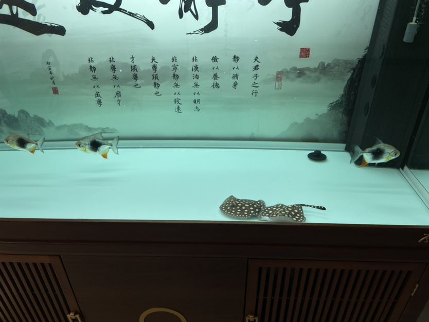 適合魚缸養的觀賞魚品種圖片（適合魚缸養的觀賞魚品種圖片）