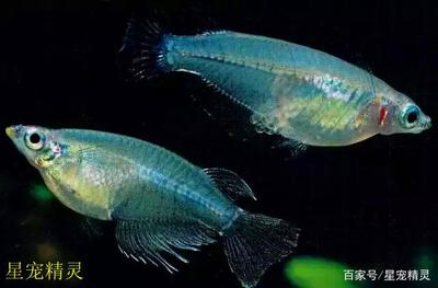 龍魚身體下垂弓背 龍魚垂直了還有得救嗎