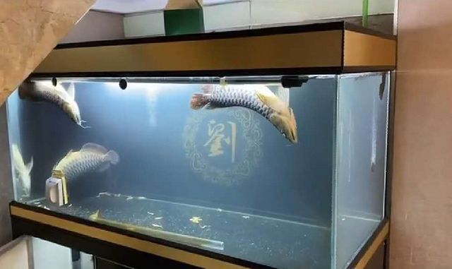 龍魚缸哪個牌子好用（森森龍魚缸用戶評價）