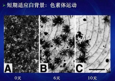 龍魚白背景發色怎么回事：討論龍魚白背景發色的基本原理龍魚發色的原理