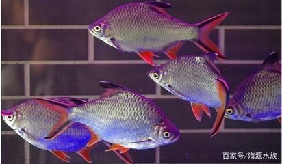 紅寶石魚需要多大魚缸（紅寶石魚多久能成年） 紅寶石魚需要多大魚缸（紅寶石魚多久能成年） 龍魚百科 第2張