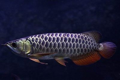 10cm金龍魚魚苗價格多少：10cm金龍魚苗價格受到多種因素影響價格受到多種因素影響
