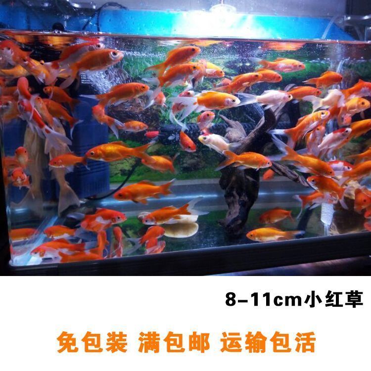 龍魚吃錦鯉好還是草魚好養殖：龍魚和錦鯉各有其特點和優勢