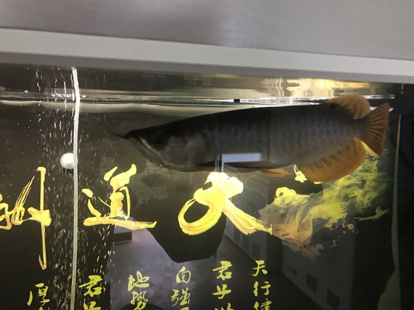 魚缸過濾器漏水怎么辦妙招（魚缸過濾器漏氣怎么辦）