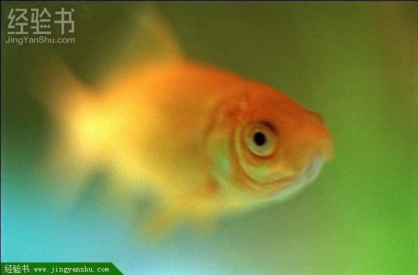 魚缸出現黃斑（魚缸黃斑不清理有什么后果）