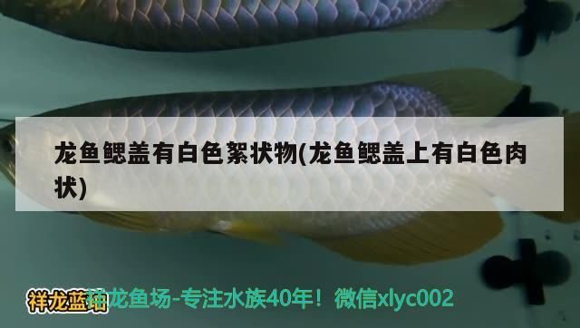 銀龍魚(yú)喂什么長(zhǎng)的快一點(diǎn)呢（銀龍魚(yú)喂什么長(zhǎng)的快一點(diǎn)呢圖片）