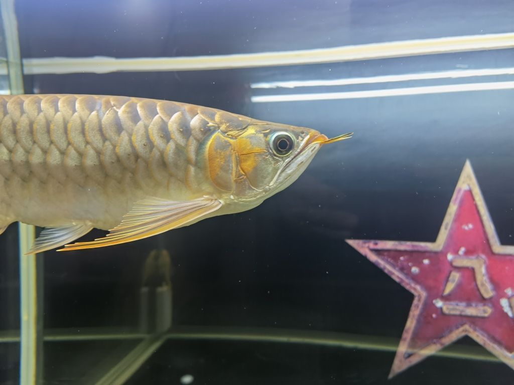 魚缸無水草布景效果圖片視頻（魚缸里沒有水草拿啥代替）