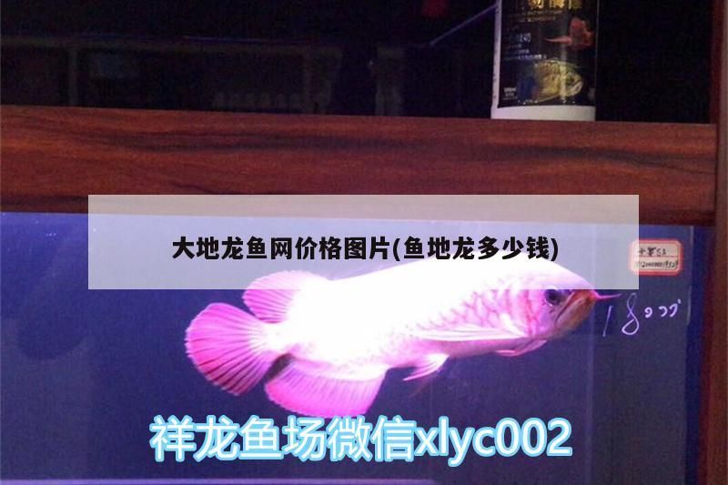 北京觀賞魚漁場排名榜（北京觀賞魚基地）