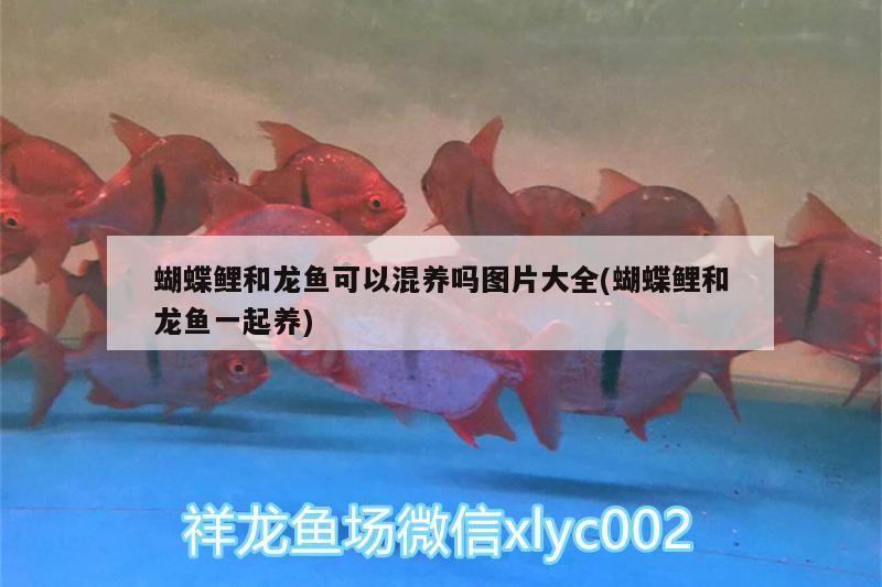 魚(yú)缸半個(gè)月?lián)Q一次水可以嗎（魚(yú)缸一個(gè)月?lián)Q一次水可以嗎）