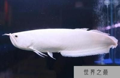 龍魚價格排名表，錦鯉樓蘭拍賣記錄查詢龍魚價格排名前十名的部分品種和特征